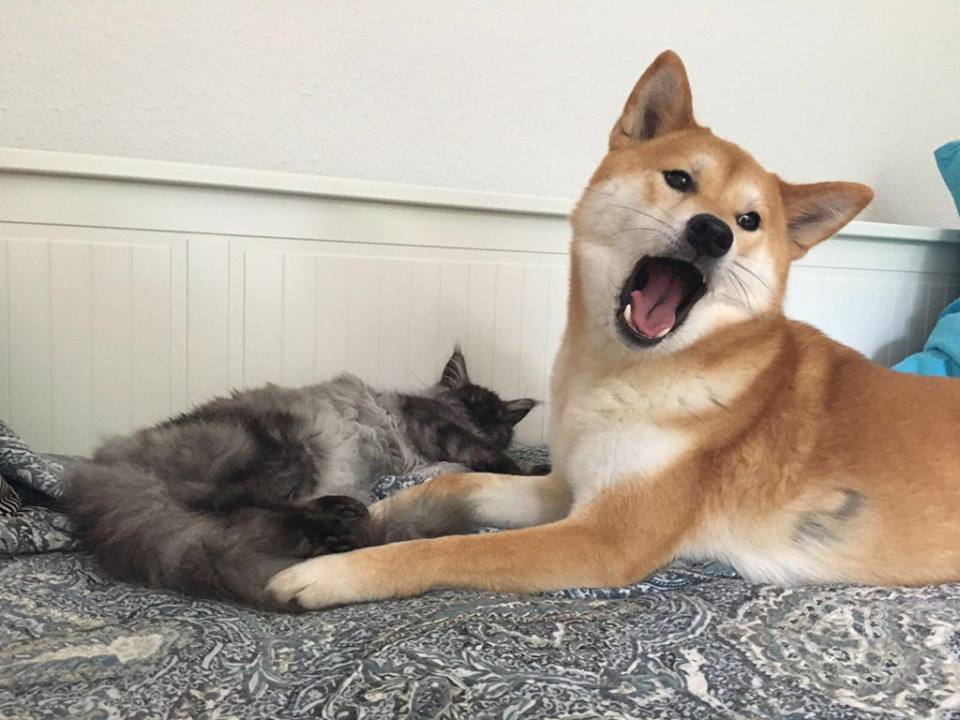 Doge and Kate