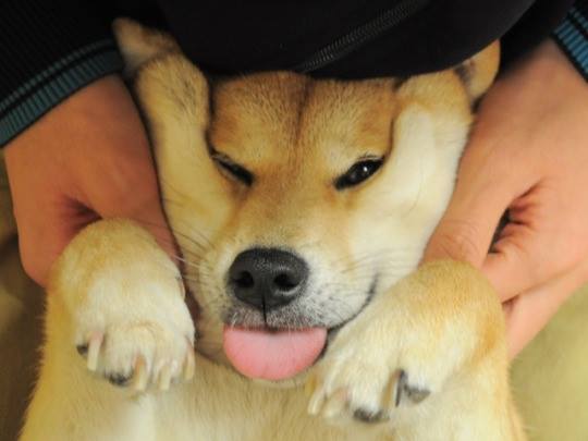 chubby bunny